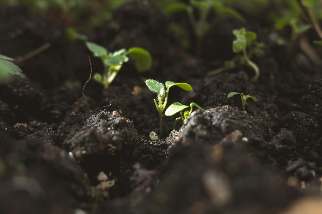 rich Glasgow topsoil